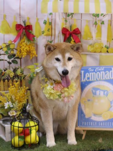 20240426こはるちゃん